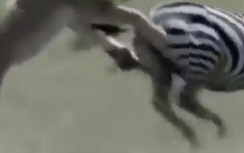 Video: Sư tử "chầu trời" vì bị ngựa vằn đá trúng ngực