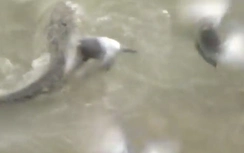 Video: Cá trê khổng lồ đớp đàn chim bồ câu nhanh như chớp