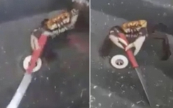 Video lạ: Cua biển thoát thân, cầm dao "lùa" đầu bếp