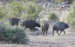 Video: Trâu rừng đại chiến với bầy sư tử giải cứu voi con