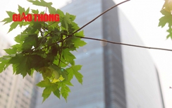 Video: Hàng cây phong gây tranh cãi ở Hà Nội giờ ra sao?