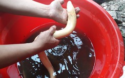 Bắt được lươn bạch tạng quý hiếm, người dân đổ xô tới xem