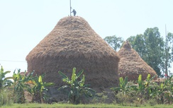 Choáng với đống rơm "khủng" trị giá gần nửa tỉ đồng ở Quảng Ngãi