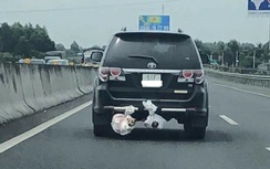 Tài xế treo chó sau đuôi ô tô khiến dân mạng bức xúc