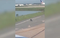 Video: Cá sấu bò trên đường băng khiến máy bay không dám... trả khách