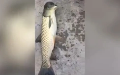 Con cá kỳ dị có cái đầu giống hệt... chim bồ câu