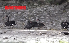 Video: Người dân đòi lắp... điều hoà cho đàn thiên nga hồ Thiền Quang