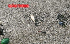 Video: Vì sao cá chết nổi trắng Hồ Tây?