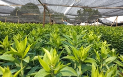 Đầu tư tiền tỷ,“đánh bạc” với hoa Tết