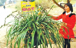 Giật mình địa lan Tết 70 triệu đồng/chậu