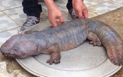 “Quái vật” ở Vĩnh Phúc lên báo Anh