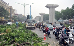 Thanh tra Chính phủ đề nghị xử nghiêm sai phạm vụ chặt cây xanh