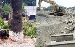 Thủ tướng yêu cầu xử lý nghiêm vụ chặt cây, lấp sông
