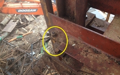 Giới thiệu 2 đơn vị giám định vụ sập giàn giáo Formosa