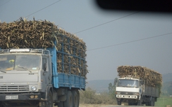 Chủ tịch tỉnh chỉ đạo "làm gắt", xe mía "khủng" vẫn lưu thông