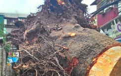 Hà Nội: Cây xà cừ cổ thụ đổ trúng người đi đường