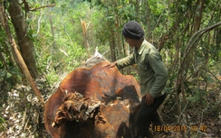 Lâm tặc phá rừng, dân vây bắt, lực lượng chức năng ở đâu?