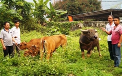 Hai anh em ruột rủ nhau dùng ô tô đi trộm trâu, bò