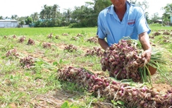 Tiêu thụ nông sản, làm sao để “được mùa được giá”