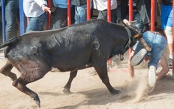 Hốt hoảng cảnh bò tót xổng chuồng lao thẳng vào đám đông