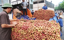 Bộ Công thương "đẩy mạnh" tiêu thụ vải thiều