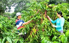 Tây Nguyên sẽ được “rót” 15.000 tỷ