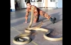 Rùng mình xem người đàn ông trêu ngươi rắn hổ mang chúa khổng lồ