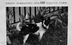 Tặng nhà 14 tỷ cho người tìm được chó cưng đi lạc