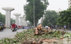 ĐBQH chất vấn Phó Thủ tướng về lợi ích nhóm vụ chặt cây xanh