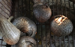 Khởi tố 2 đối tượng nuôi nhốt đàn tê tê “khủng”