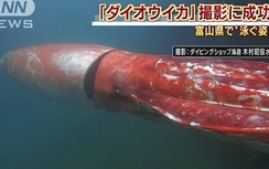 Xem mực khổng lồ dài 4m cực kỳ quý hiếm