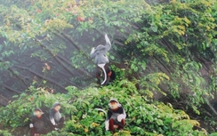 Nghiêm cấm cho, nhận quà biếu có nguồn gốc động vật hoang dã