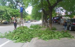 Hà Nội cử cán bộ đi Trung Quốc học cắt tỉa, trồng cây