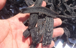 Thương lái Trung Quốc mua cau non, đỉa khô... là tin đồn?!