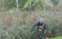 Cận ngày 8/3, nông dân Tây Tựu phấn khởi vì hoa được giá