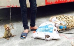 Bắt quả tang xe khách chở 7 cá thể khỉ sống