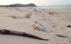 Vụ cá chết hàng loạt: Không nên ăn cá, tắm biển