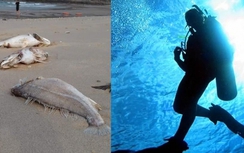 Thêm một thợ lặn Formosa bị nhiễm độc