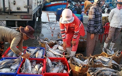 Quảng Bình: Nước biển an toàn, cá xa bờ được cấp chứng nhận