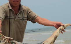 Đề nghị sớm công bố nguyên nhân cá chết hàng loạt