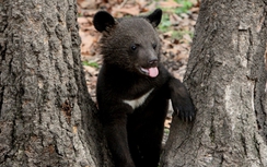 Đang tập trận, quân nhân NATO "chạy mất dép" vì gặp gấu