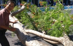 Cây phượng vỹ bật gốc “hạ gục” 2 người đi xe máy