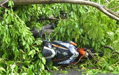 Mưa lớn khiến cây xanh đổ đè 2 người bị thương