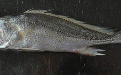 Long An: Kỳ lạ bắt được cá biển ở vùng nước ngọt