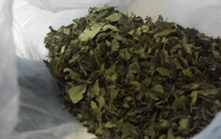 Nguỵ trang 2,5 tấn ma tuý cực độc dưới dạng thảo mộc