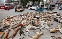 Pakistan giết 700 chó hoang, quốc tế dậy sóng