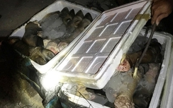 CSGT Huế bắt giữ hàng trăm kg chân trâu bốc mùi trên xe khách