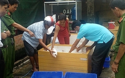 Vĩnh Long: Gần 1 tấn cá bốc mùi thối chuẩn bị lên bàn ăn