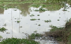 Long An: Đứa bé 6 tuổi khóc thét trên xuồng cầu cứu