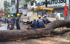 Ảnh: Cây cổ thụ bật gốc, đè ô tô, xe máy ở TP.HCM